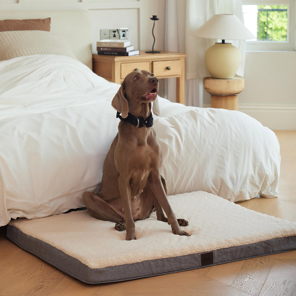 The Foundation Bed For Big Dogs